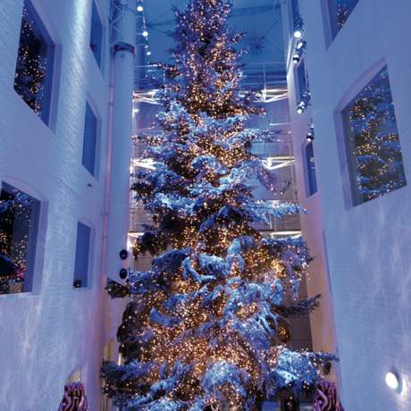 Imag Tree